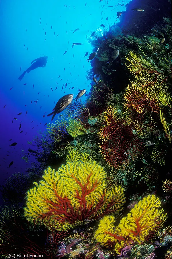 Reef slope covered in yellow and red sea fans with a diver
