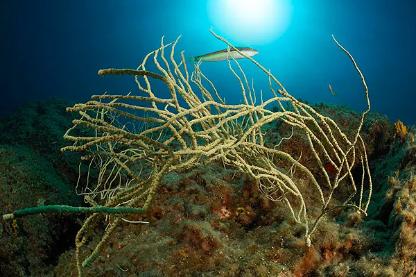 Pale whip-like sponges spreading over a reef with a fish