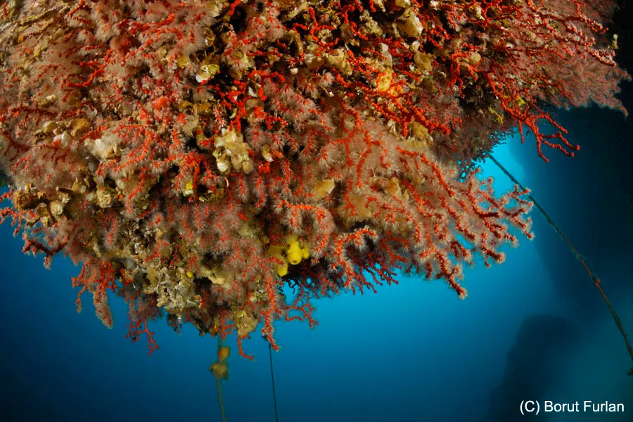 An overhang densely covered with red gorgonian sea fans