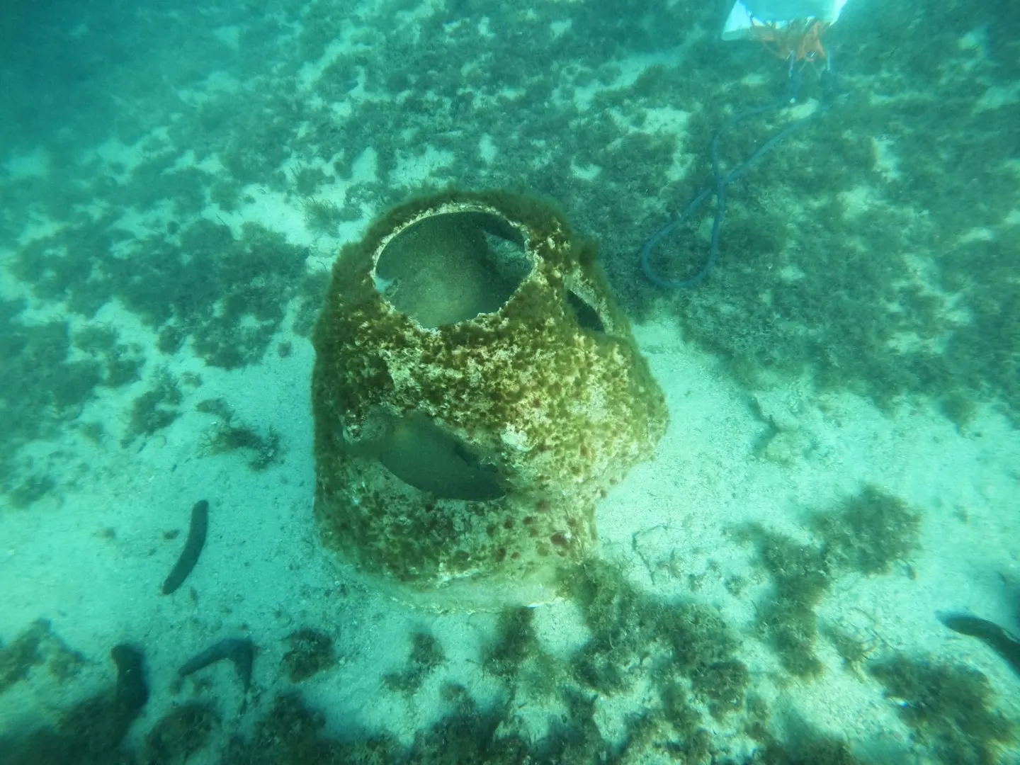 Marine life colonising a recycled reef