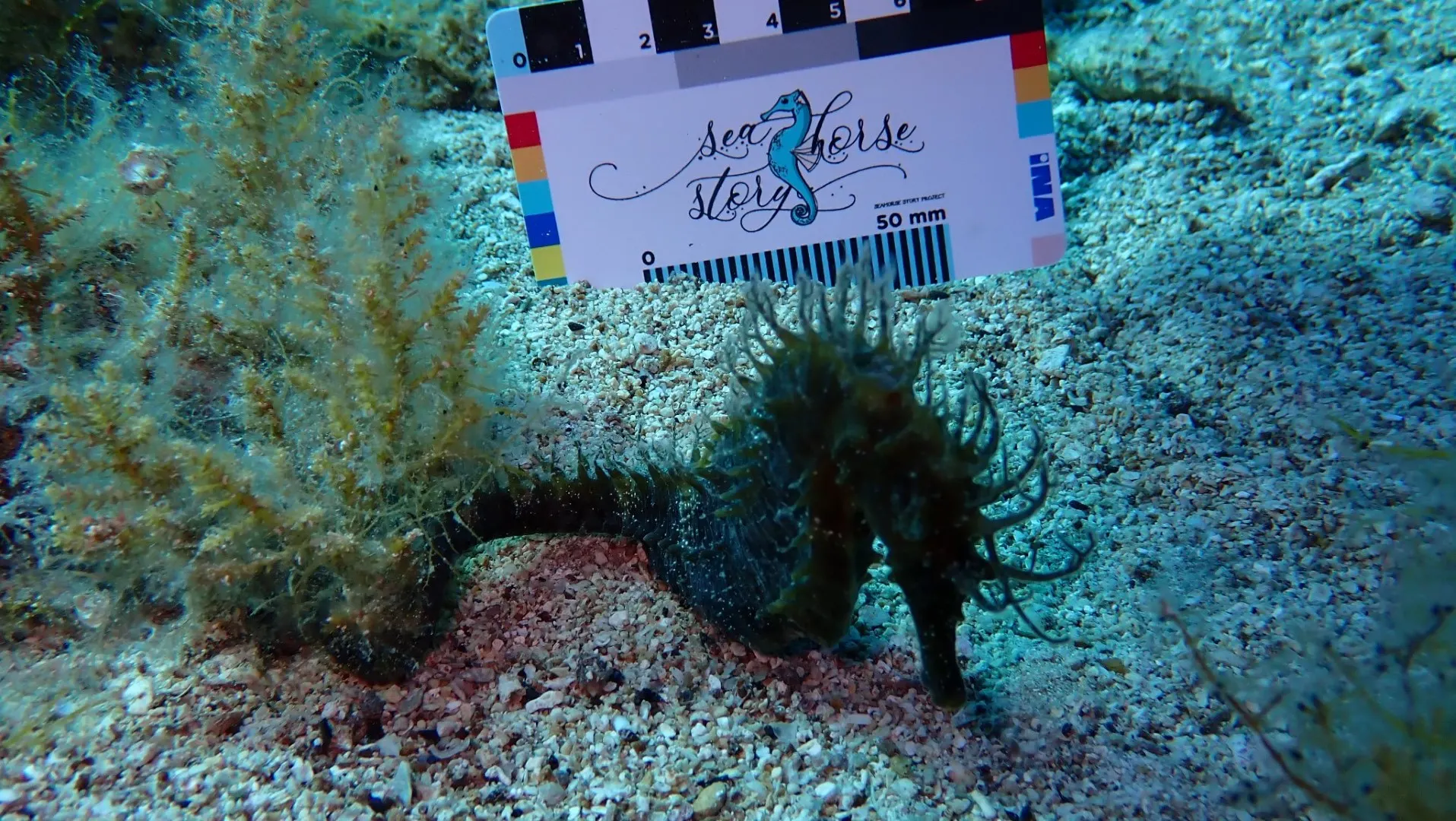 A seahorse next to the Seahorse Story measurement scale off Pag